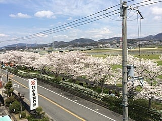 桜写真３